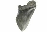 Partial, Fossil Megalodon Tooth - South Carolina #168334-1